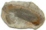 Macroneuropteris Fern Fossil Pos/Neg - Mazon Creek #325852-2